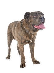italian mastiff in studio