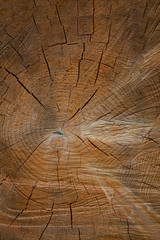 Fototapeta premium wooden log close up