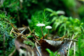 small mushrooms close-up in the forest