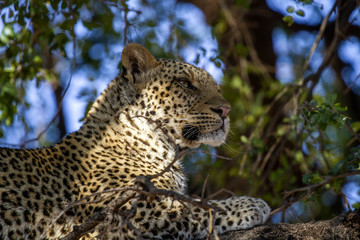 leopard 