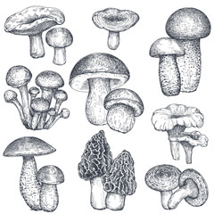 Vector collection of hand drawn mushrooms in sketch style