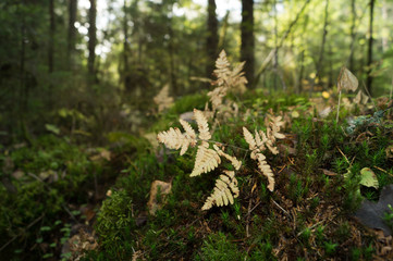 forest view in the afternoon