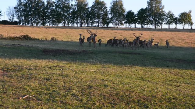 Brunft Hirsch Rotwild Herde auf der Wiese