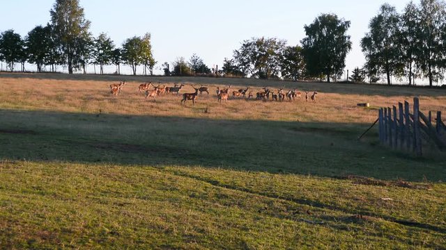 Hirsch mit Rotwild Deer