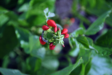 Red kidney beans flower, soft blurry green leaves background, close up detail top viewRed kidney beans flower, soft blurry green leaves background, close up detail top view