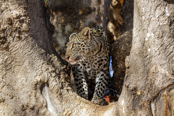 leopard with kill