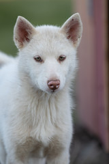 Grönland | Ilulisat