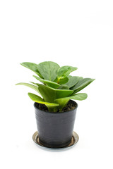 Tree in a pot,Isolated on white background.