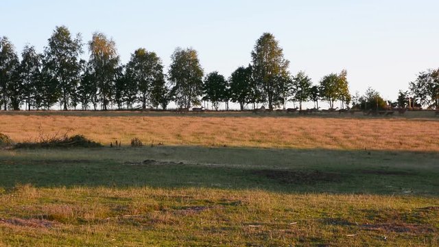 Rehe scheu und weglaufen