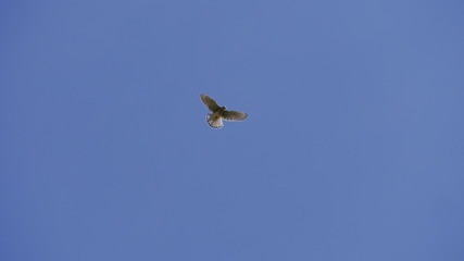 Turmfalke Flug Himmel