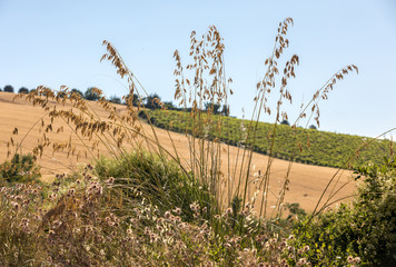 view of grain fields and vineyards on rolling hills of Abruzzo. Italy