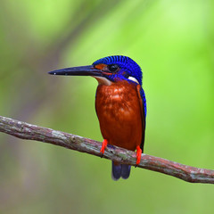 Blue-eared Kingfisher bird