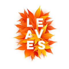 Realistic autumn maple leaves with text. Momiji. Vector illustration isolated on white.