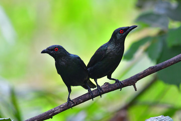 Asian Glossy Starling Bird