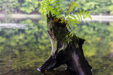 jeziorka duszatyńskie  © wedrownik52