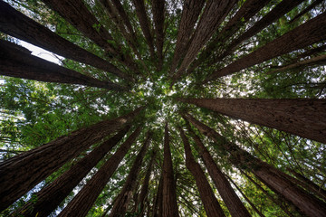 Trunks of redwood trees converge at green canopy