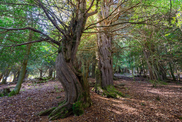 Yew-tree forest of Tejeda de Tosande, Palencia province, Spain