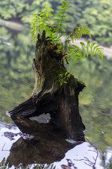 jeziorka duszatyńskie  © wedrownik52