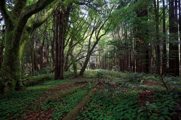 Fototapeta na wymiar Green leaves in dark redwood forest