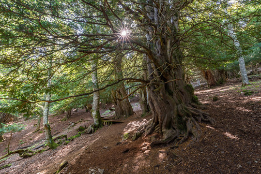 Yew-tree forest of Tejeda de Tosande, Palencia province, Spain