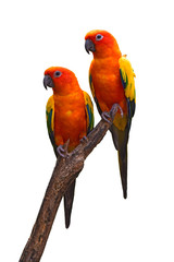 Sun Conure bird