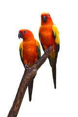 Sun Conure bird