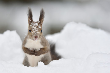 雪の中のエゾリス