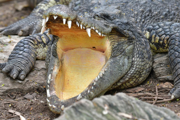 Crocodile open mouth