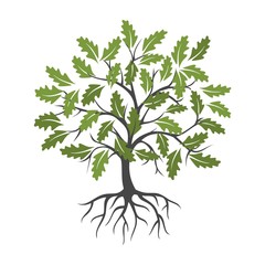 Obraz premium Tree and root icon