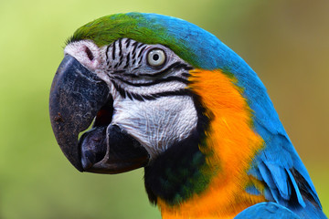 blue and gold macaw head shot