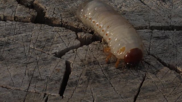 Larva of Scapteriscus The parasite that spoils root crops creeps away Mole crickets
