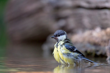 Cinciallegra nel fiume (Parus major)