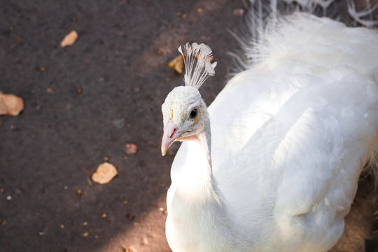 Close-up portrait of white peafowl peahen with feather crown