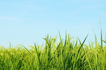 稲穂　青空　7月