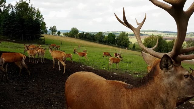 Hirsch mit Geweih im Wildgehege