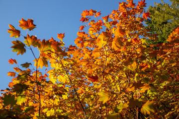 autumn leaves on tree