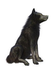 3D Rendering Black Wolf on White