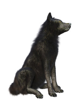 3D Rendering Black Wolf on White