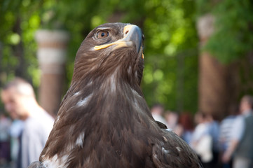 eagle portrait close