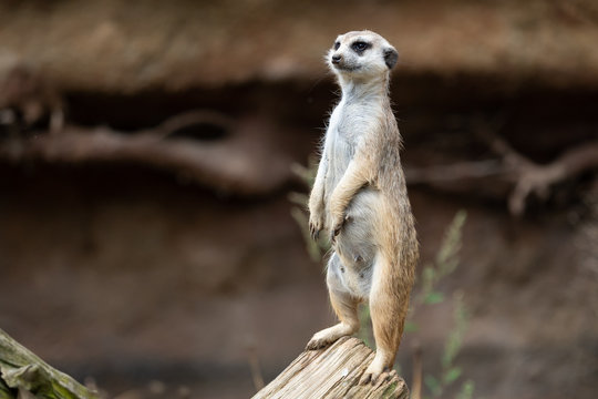 Suricata standing on a guard. Curious meerkat (Suricata suricatta). © Lubos Chlubny