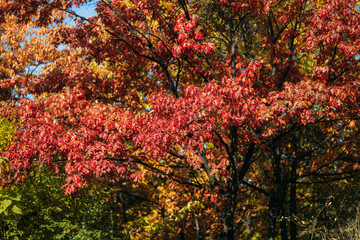Red tree in autumn. Big beautiful tree