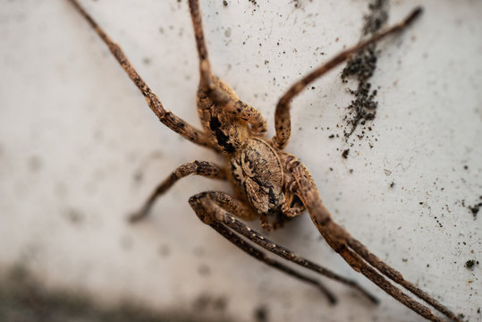Zoropsidae (Kraeuseljagdspinne) Spider Macro photography