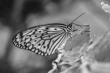 Edelfalter schwarz weiß