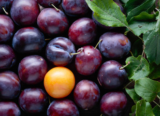 Ripe juicy plums with leaves as background.
