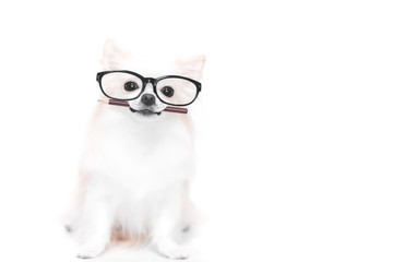 鉛筆をくわえるチワワ