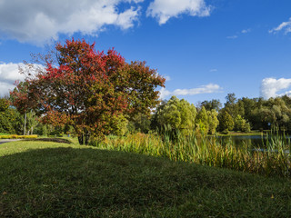 Obraz premium The red tree by a pond