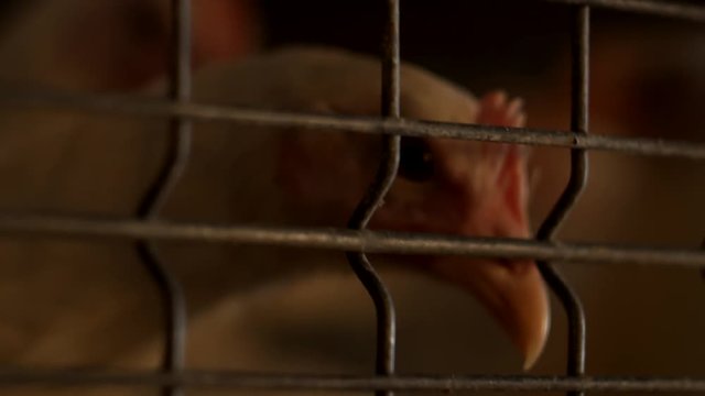 a young broiler chicken looks through the net of the enclosure at the poultry farm, breeding broiler chicks, close-up, chickens