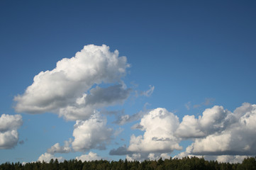 Pine trees forest tops on blue sky with white big cumulus clouds as summer background