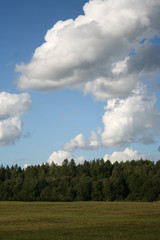 Obraz premium Pine trees forest tops on blue sky with white big cumulus clouds as summer background
