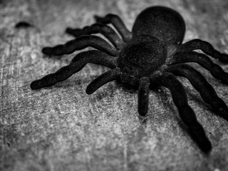 Huge spider